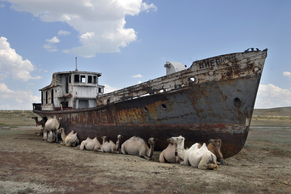 Верблюды отдыхают у ржавого корабля, где раньше было Аральское море