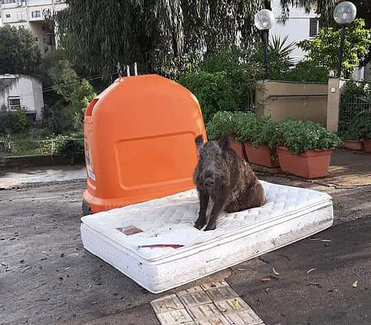 Хайфский кабан на матрасе у мусорки