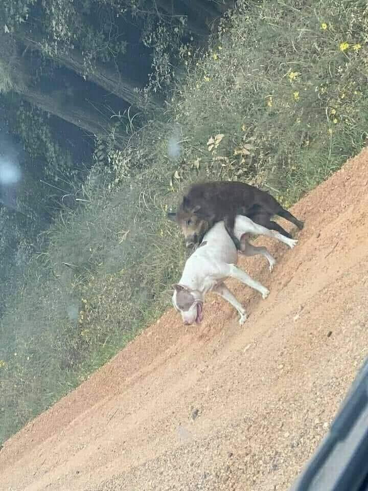 Кабан насилует собаку